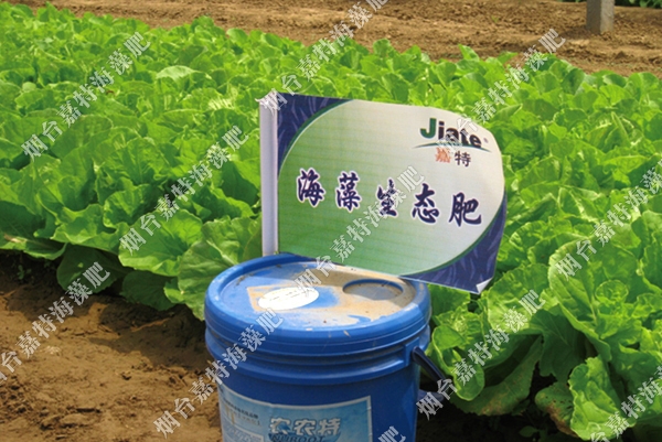 煙臺農(nóng)博園有機(jī)蔬菜示范園——農(nóng)農(nóng)特海藻沖施肥