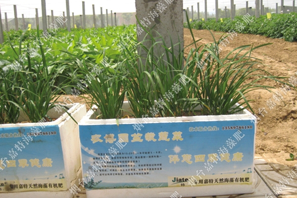 煙臺農(nóng)博園蔬菜禮盒——農(nóng)農(nóng)特海藻沖施肥+海藻有機肥